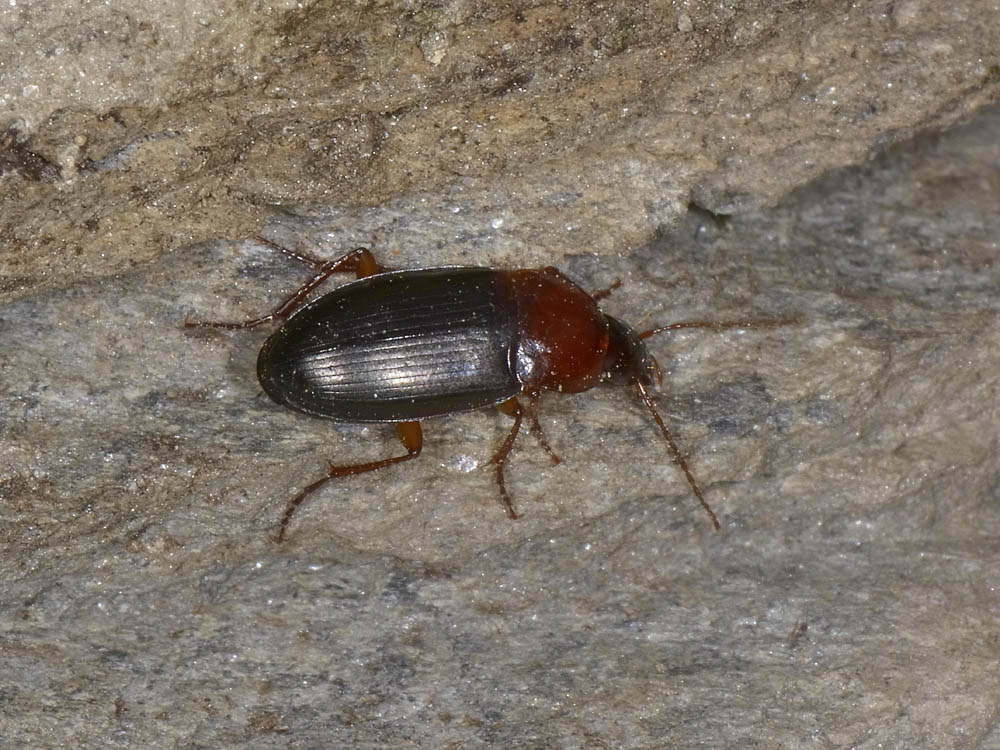 Calathus melanocephalus e C. cinctus